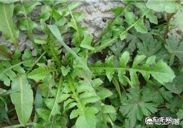 野菜荠荠菜好吃营养丰富,在农村哪里生长的比较多?