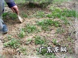 野菜荠荠菜好吃营养丰富,在农村哪里生长的比较多?