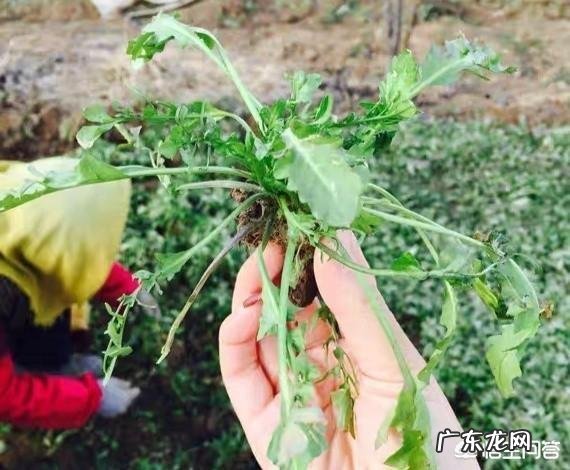 野菜荠荠菜好吃营养丰富,在农村哪里生长的比较多?