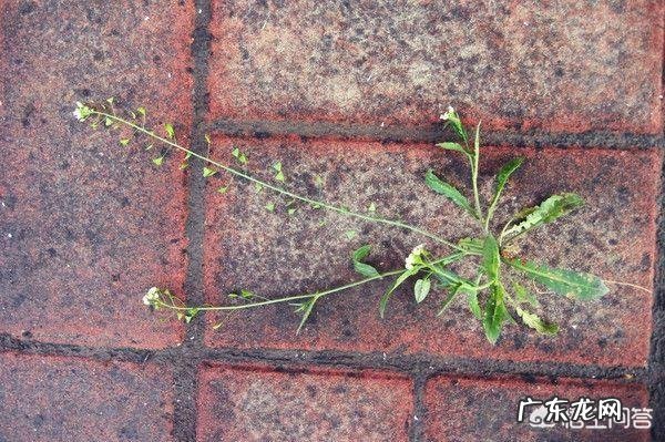 野菜荠荠菜好吃营养丰富,在农村哪里生长的比较多?