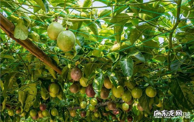 常吃百香果有什么好处？