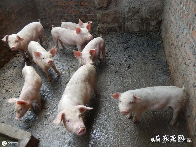 养猪户如何分辨饲养猪是否得了弓形虫疾病，如何用药？