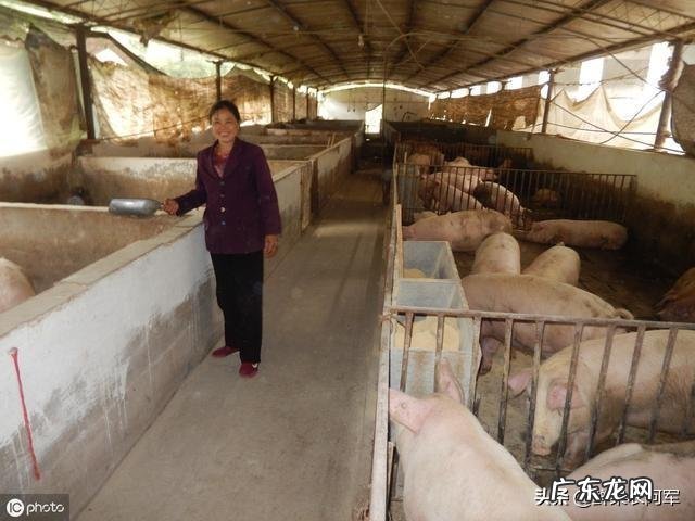 养猪户如何分辨饲养猪是否得了弓形虫疾病，如何用药？