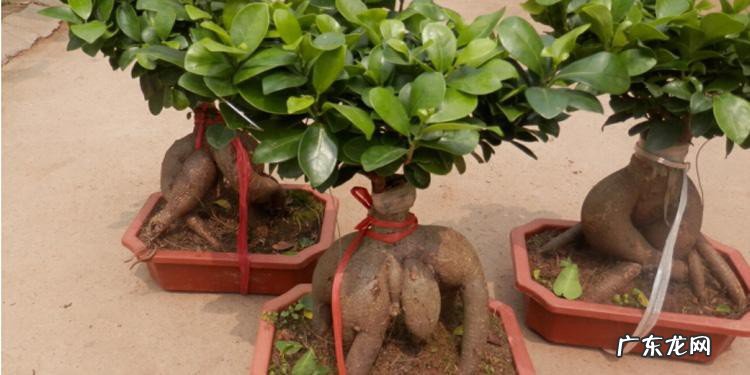 人参榕树盆景怎么养