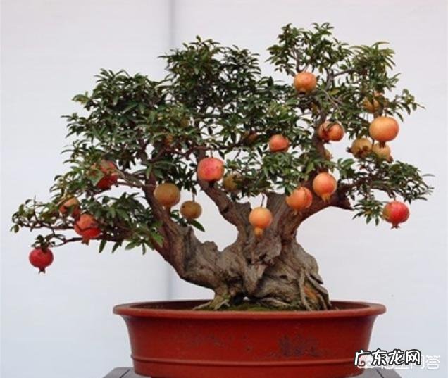 石榴花开,富贵自来,如何让石榴花花开不断?