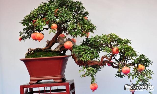 石榴花开,富贵自来,如何让石榴花花开不断?