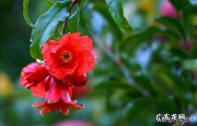 石榴花开,富贵自来,如何让石榴花花开不断?