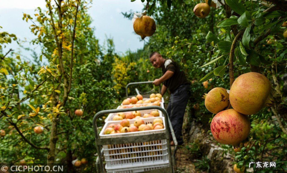 湖北秭归：金秋三峡石榴红 石榴很新鲜2020