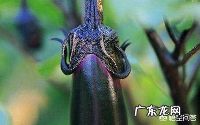 茄子把儿能吃吗?有什么作用?