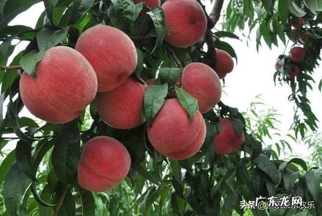 桃树追什么肥料?