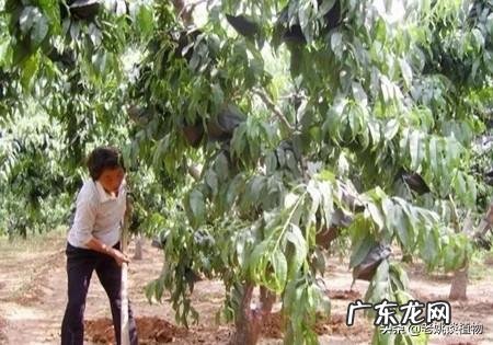桃树追什么肥料?