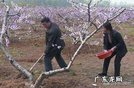 桃树追什么肥料?