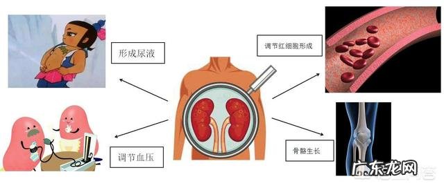 肾不好,主要表现在哪些方面?