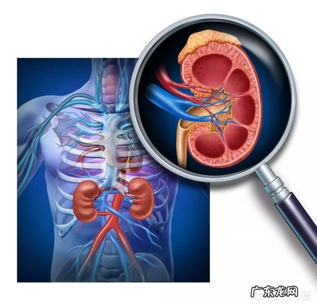 肾不好,主要表现在哪些方面?