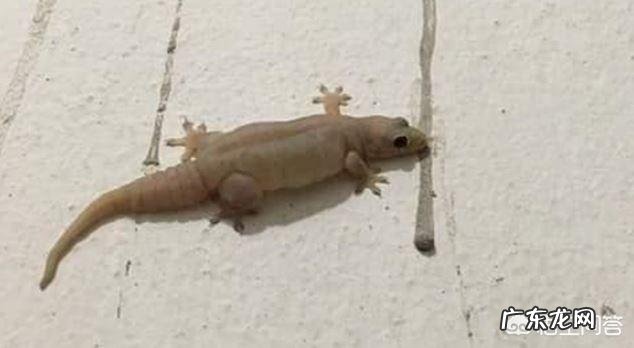 蟑螂的天敌是什么？为何？