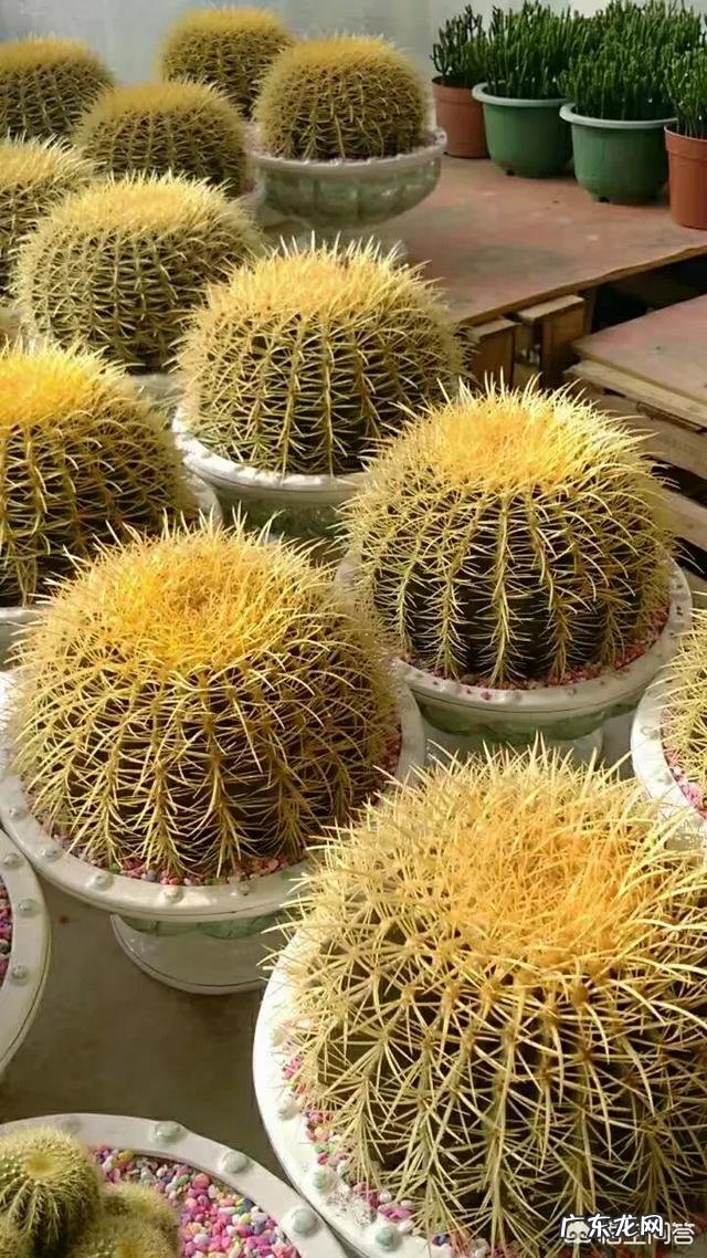 刚换土的金虎仙人球能浇水吗？