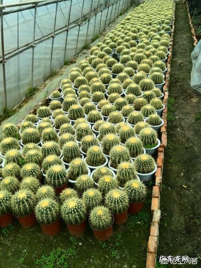 刚换土的金虎仙人球能浇水吗？