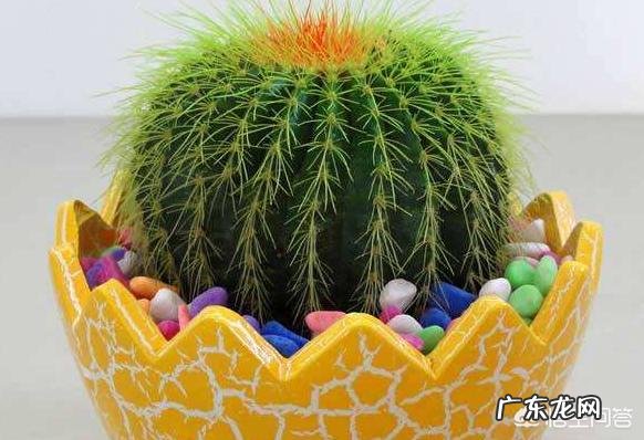 刚换土的金虎仙人球能浇水吗？