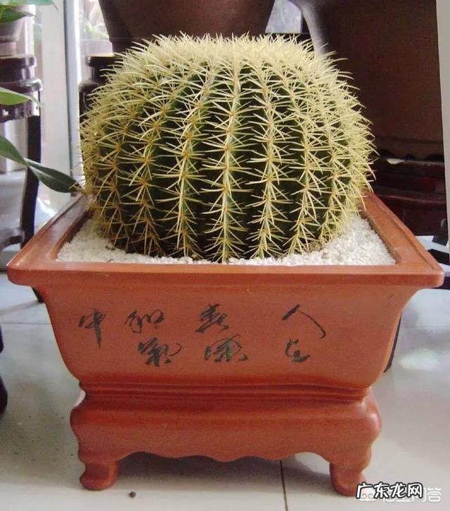 刚换土的金虎仙人球能浇水吗？