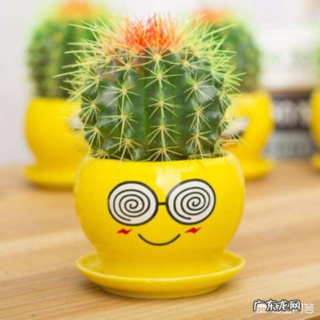 刚换土的金虎仙人球能浇水吗?