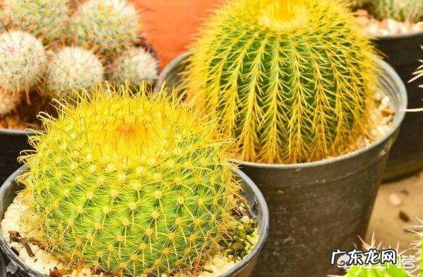 刚换土的金虎仙人球能浇水吗？