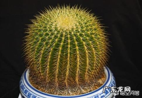 刚换土的金虎仙人球能浇水吗？