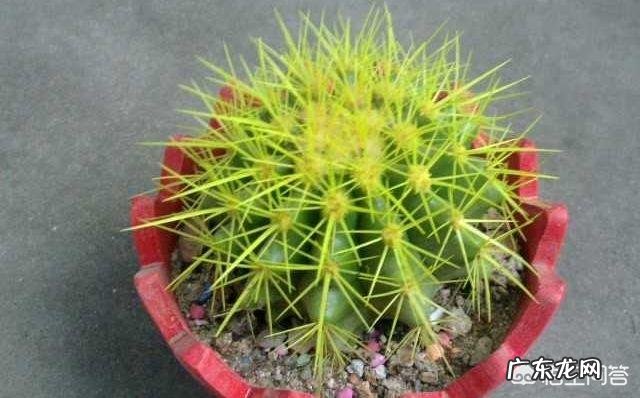 刚换土的金虎仙人球能浇水吗?