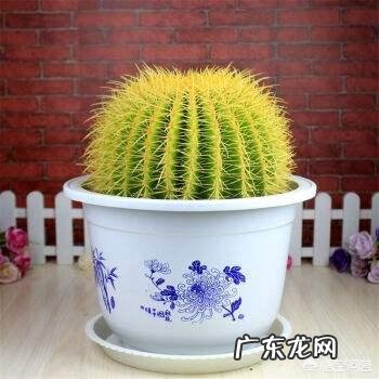 刚换土的金虎仙人球能浇水吗?