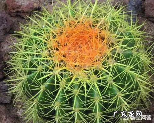 刚换土的金虎仙人球能浇水吗？