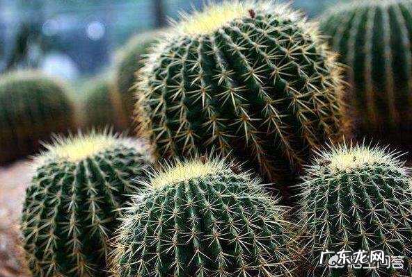 刚换土的金虎仙人球能浇水吗？