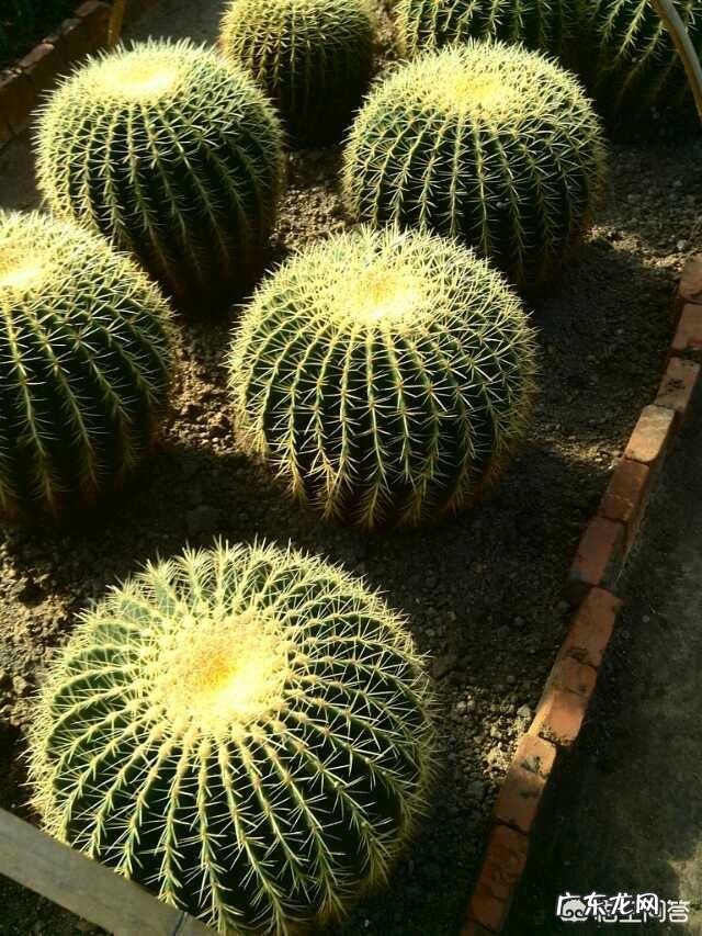 刚换土的金虎仙人球能浇水吗？