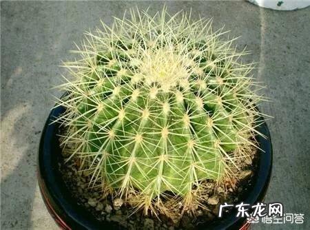 刚换土的金虎仙人球能浇水吗？