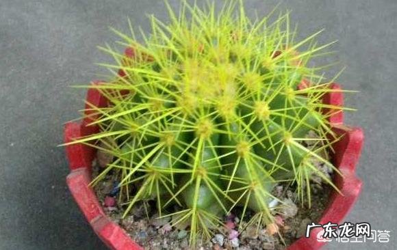 刚换土的金虎仙人球能浇水吗？