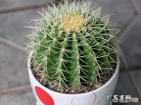 刚换土的金虎仙人球能浇水吗?