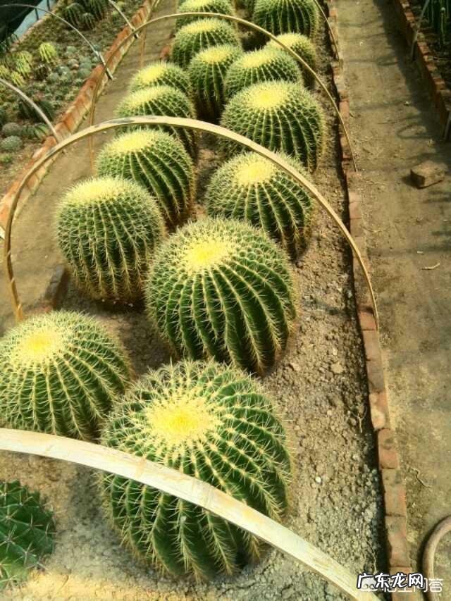 刚换土的金虎仙人球能浇水吗？