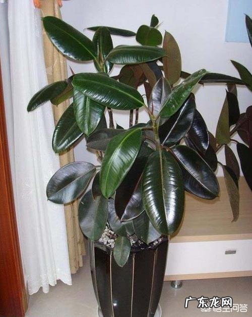 橡皮树的枝条木质化了如何修剪？