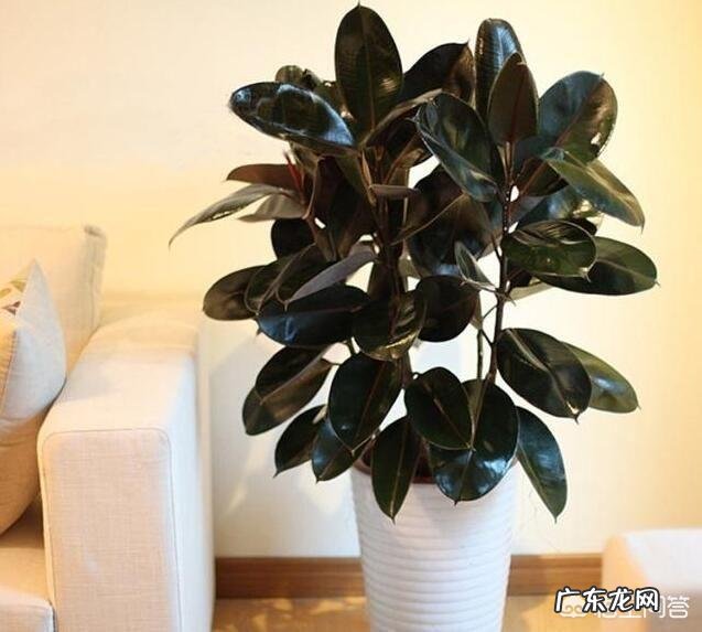 橡皮树的枝条木质化了如何修剪?