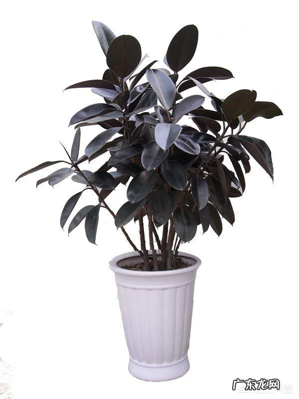 橡皮树的枝条木质化了如何修剪?