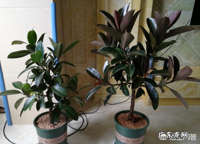 橡皮树的枝条木质化了如何修剪？