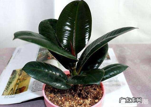 橡皮树的枝条木质化了如何修剪？