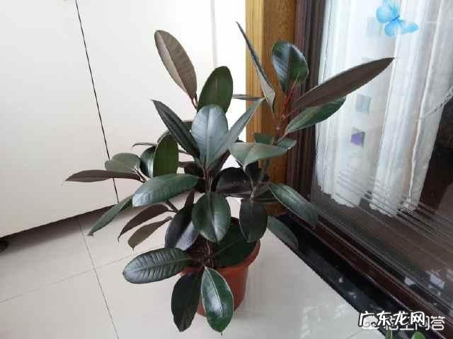 橡皮树的枝条木质化了如何修剪?