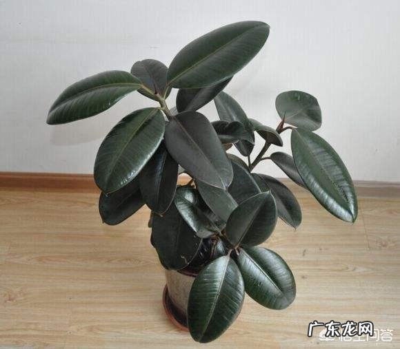 橡皮树的枝条木质化了如何修剪?