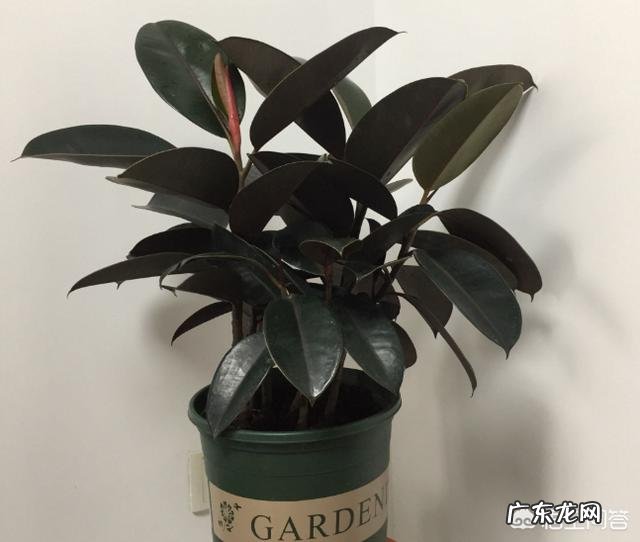 橡皮树的枝条木质化了如何修剪？