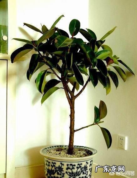 橡皮树的枝条木质化了如何修剪？