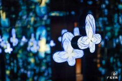 蝴蝶特效怎么拍出高级感