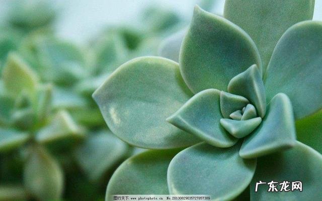 什么植物可以防辐射呢？