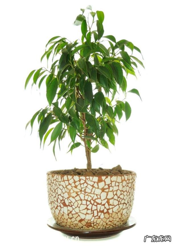 什么植物可以防辐射呢？