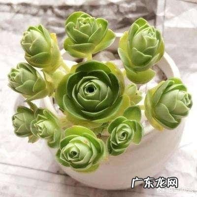 什么植物可以防辐射呢？