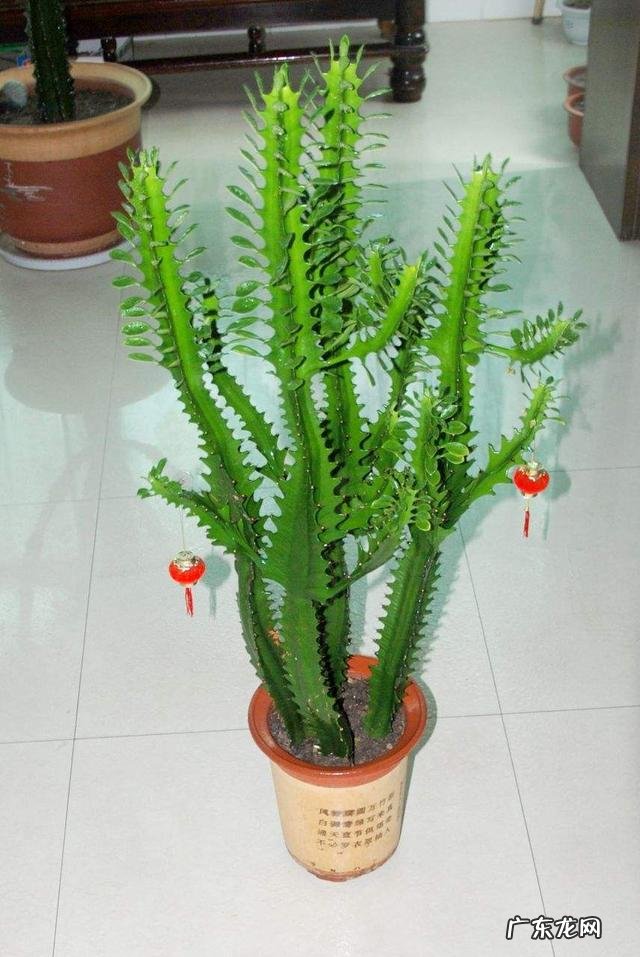 什么植物可以防辐射呢？