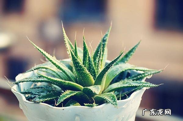 什么植物可以防辐射呢？